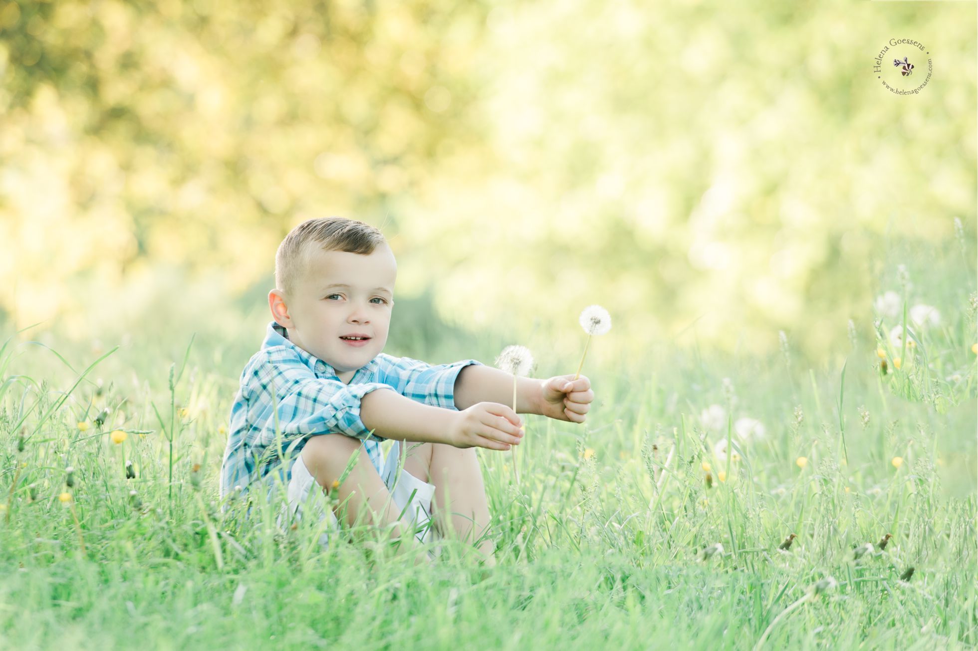 boy sitting on the grass wearing a blue shirt and holding two dandelions