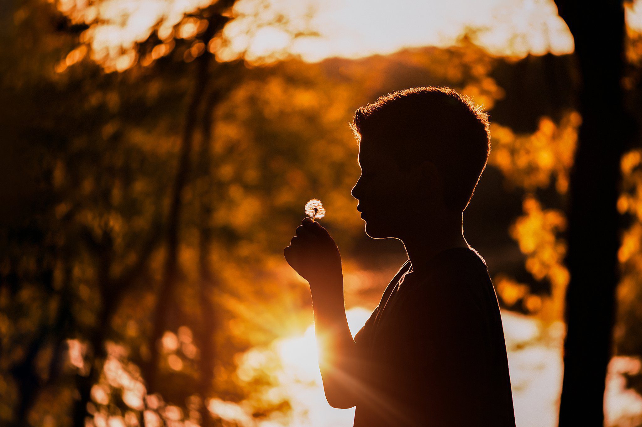 silhouette portrait of boy with dandelion submitted by Helena Goessens Photography to Click Pro Photographers