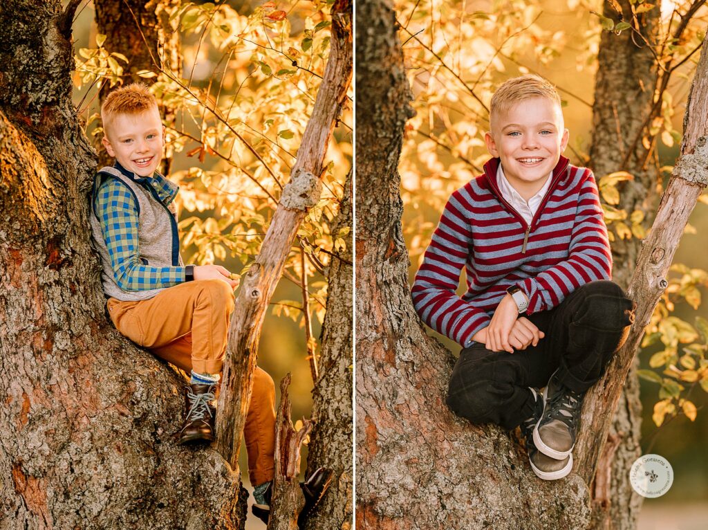 brothers climb tree in Larz Anderson Park during session with Helena Goessens Photography