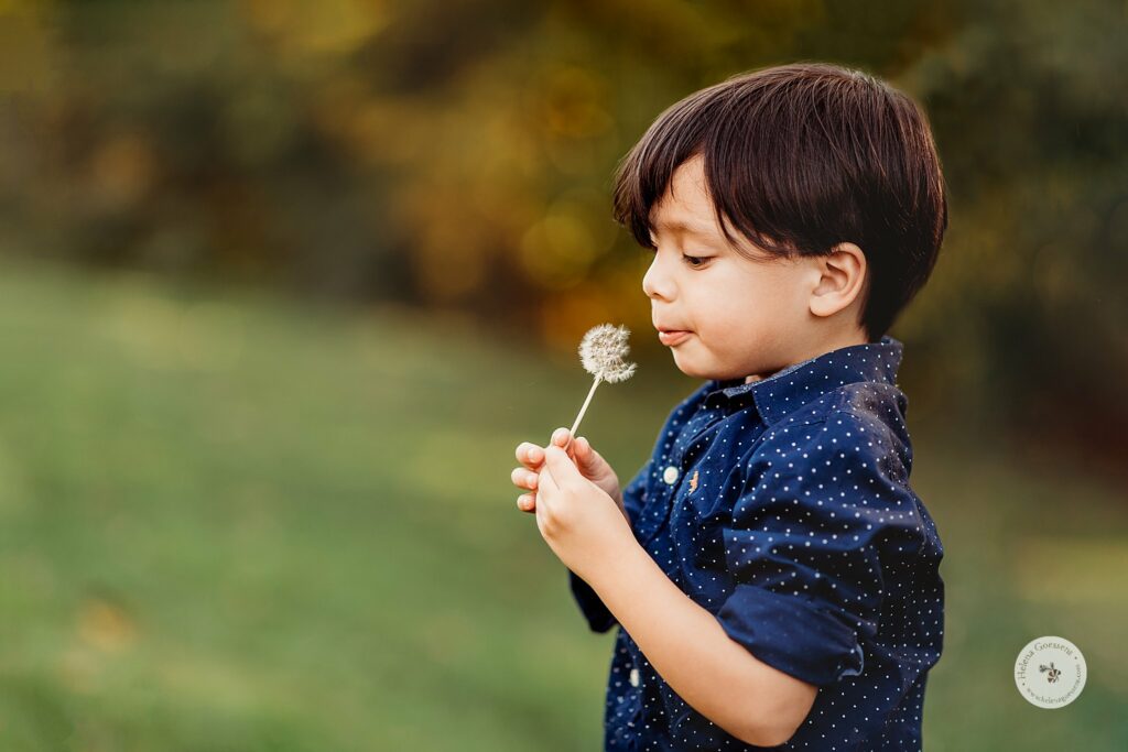 boy blows dandelion during fall Larz Anderson Park family photos