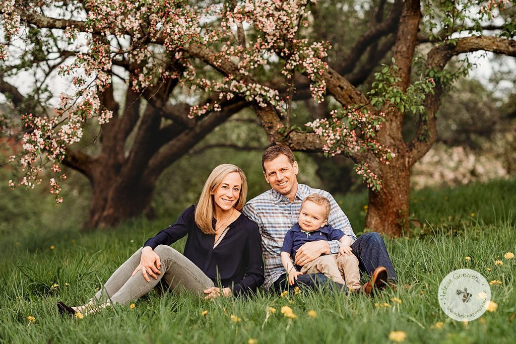 family of three sits under tree with pink blossoms during spring Arnold Arboretum family portraits in MA