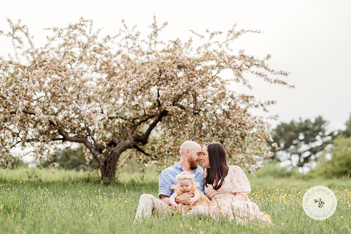 parents kiss by pink tree while daughter plays in dad's lap during Spring Family Portraits at Peter's Hill