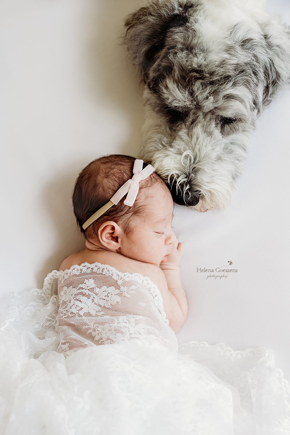 baby lays on bed with lace blanket with dog leaning on her head during Newborn Session in Needham MA
