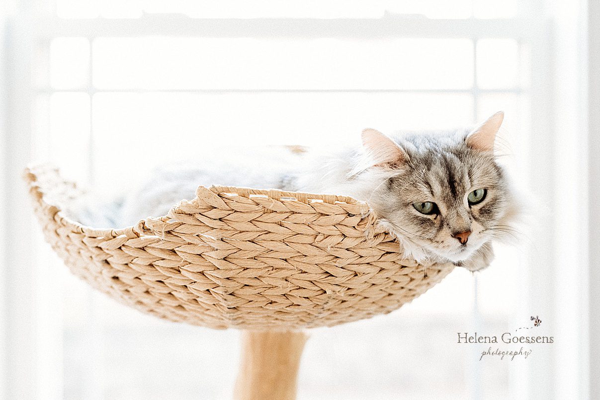 grey cat lays in wicker cat tower during family photos at home in Boston MA 