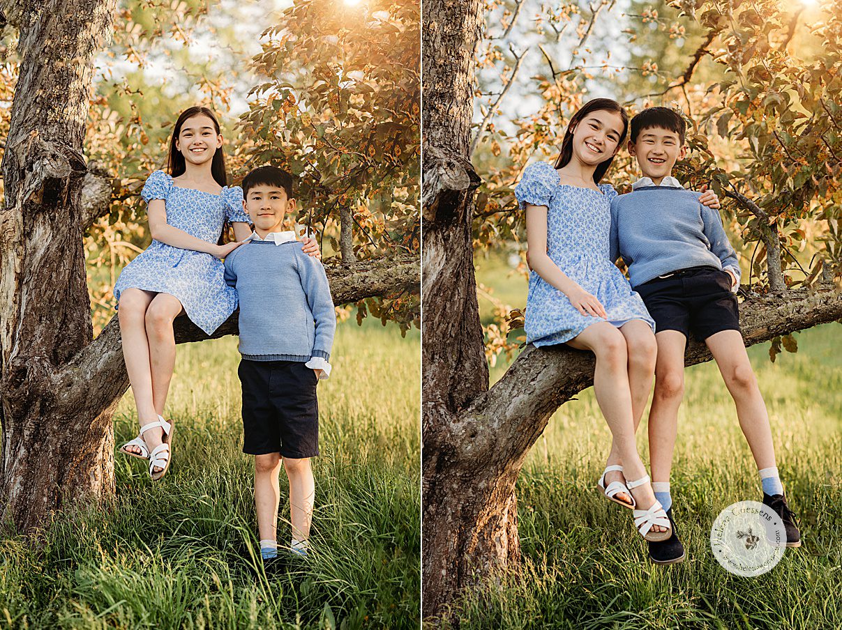 siblings sit on tree branch during Arnold Arboretum spring family photos
