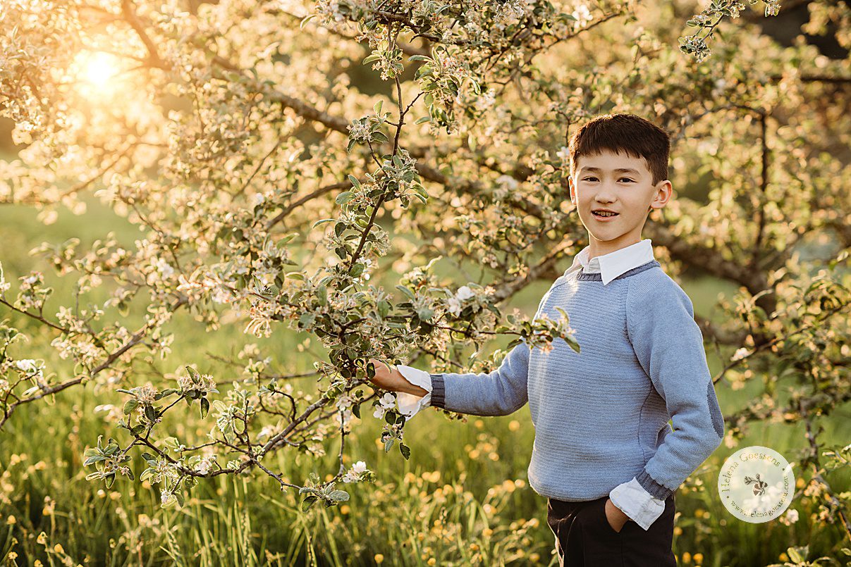boy in blue sweater holds tree branch during Arnold Arboretum spring family photos