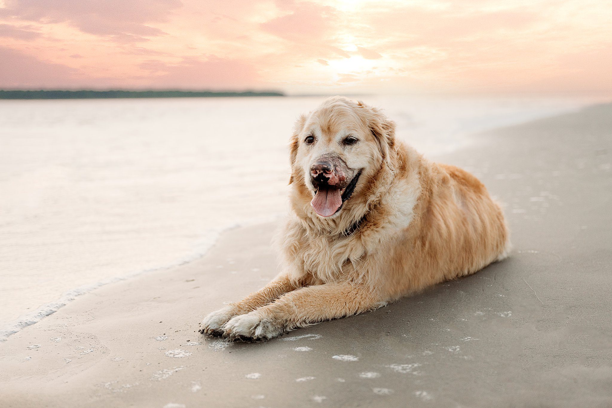 golden retriever lays on beach in front of ocean in Seabrook Island in South Carolina 