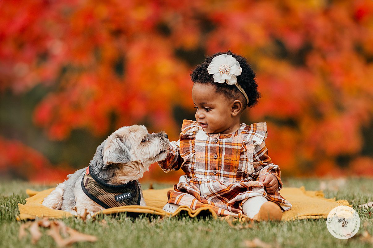 black toddler baby sits in fall plaid dress petting dog during fall lifestyle family portraits in Westwood MA