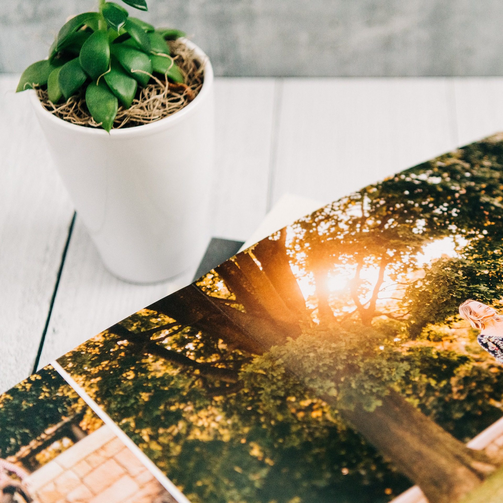 Potted plant beside an open book displaying a photograph of trees with sunlight streaming through.
