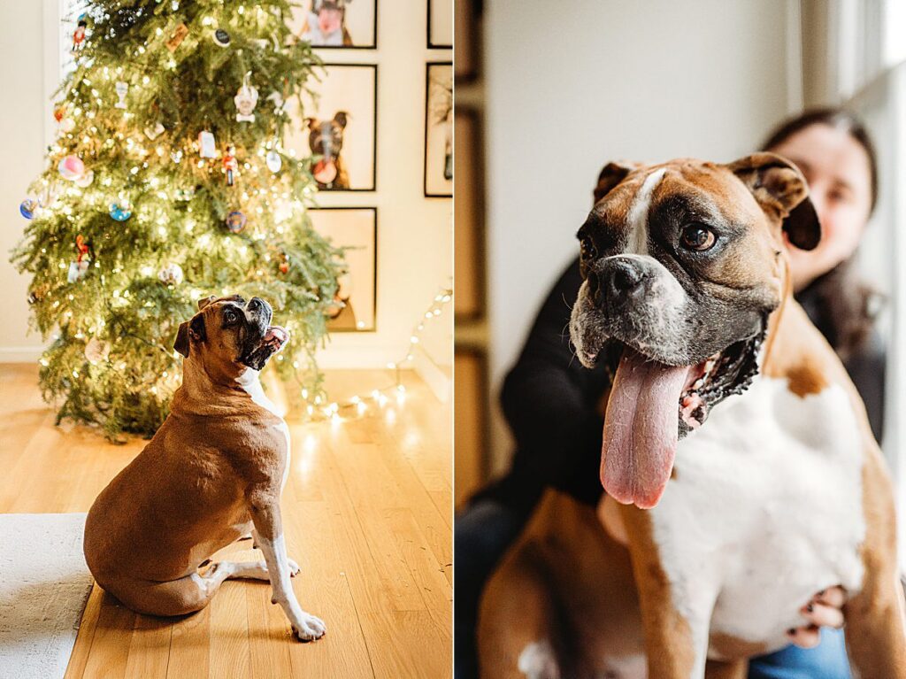 Split image: On the left, a brown and white boxer dog sits near a decorated Christmas tree indoors. On the right, a close up of the same dog with its tongue out, sitting in front of a smiling person—perfect for Family Photography Sessions.